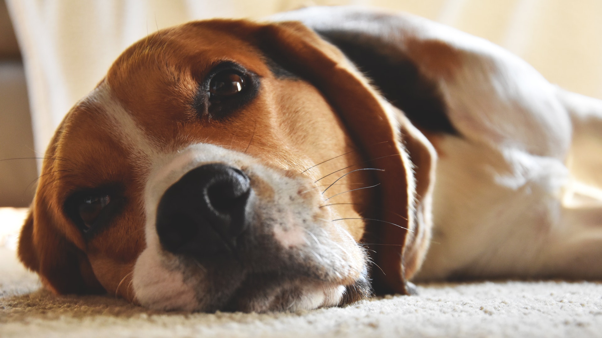 Pet