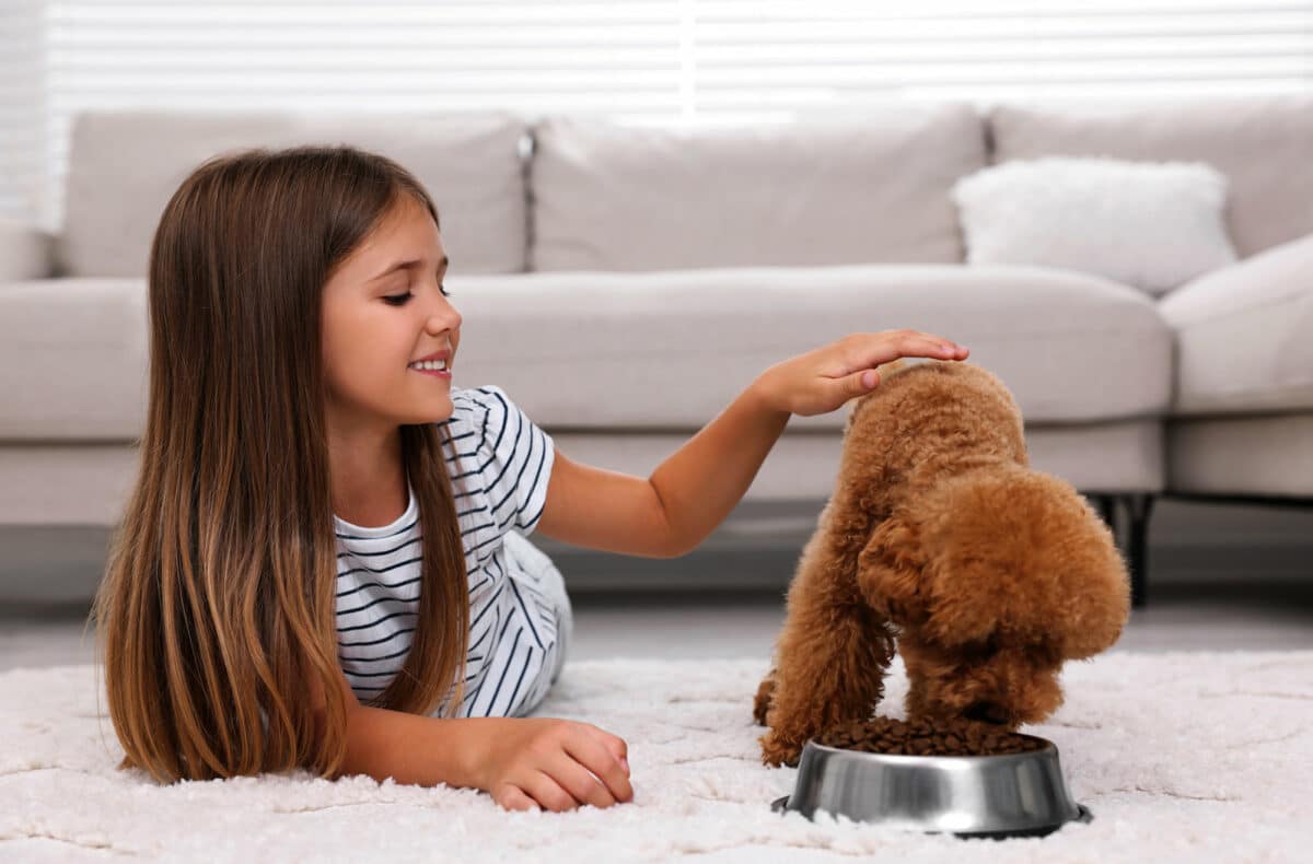 Pet odours removed from carpet